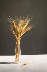 Bouquet of wheat spikelets in a bottle in the sun, hard shadows. natural home decor, moukup