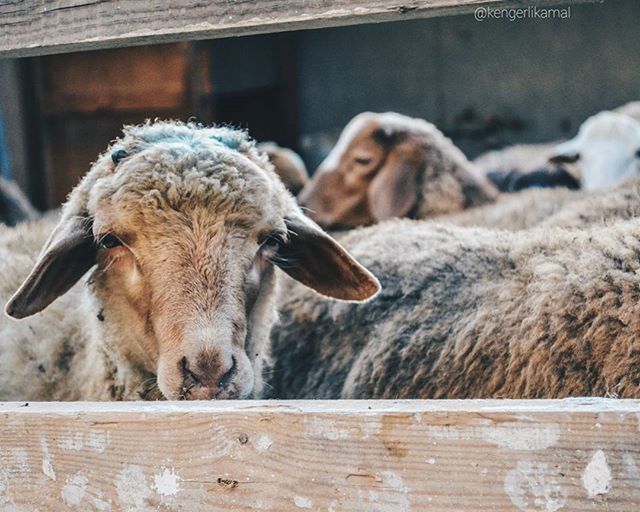 animal themes, mammal, wildlife, animals in the wild, togetherness, livestock, two animals, domestic animals, focus on foreground, animal family, young animal, three animals, zoology, day, medium group of animals, animals in captivity, close-up, nature, outdoors