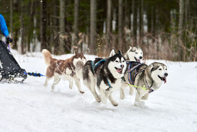 Dogs running on snow covered land