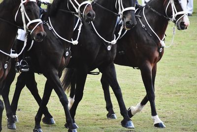 Low section of horses on field