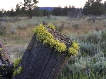 Close-up of plant growing on field