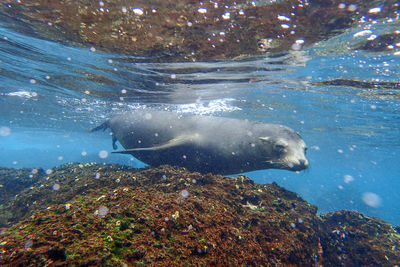 Seal swimming in sea