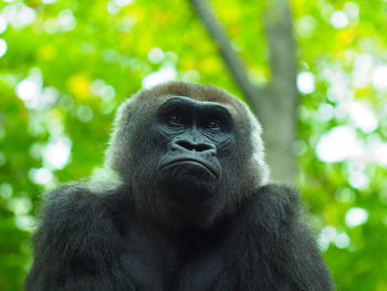 Close-up portrait of gorilla outdoors