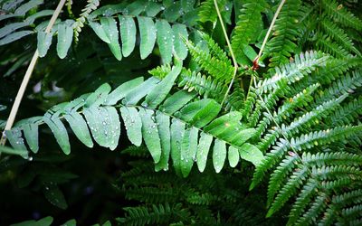 Close-up of wet leaves on tree