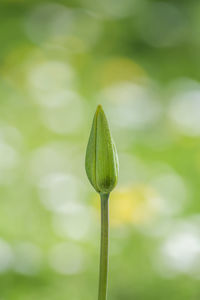 Close-up of plant