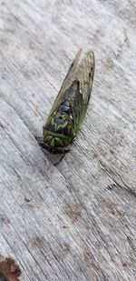 High angle view of insect on wooden plank