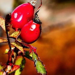 Close-up of red berries growing on tree