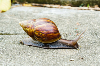 Close-up of snail