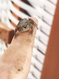 Close-up of human hand