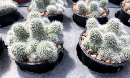 High angle view of potted plants