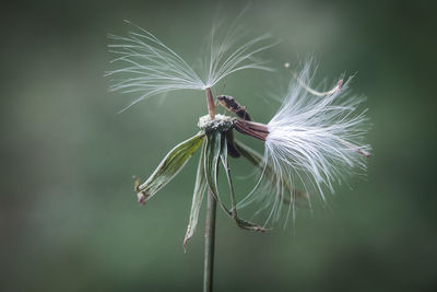 Close-up of wilted plant