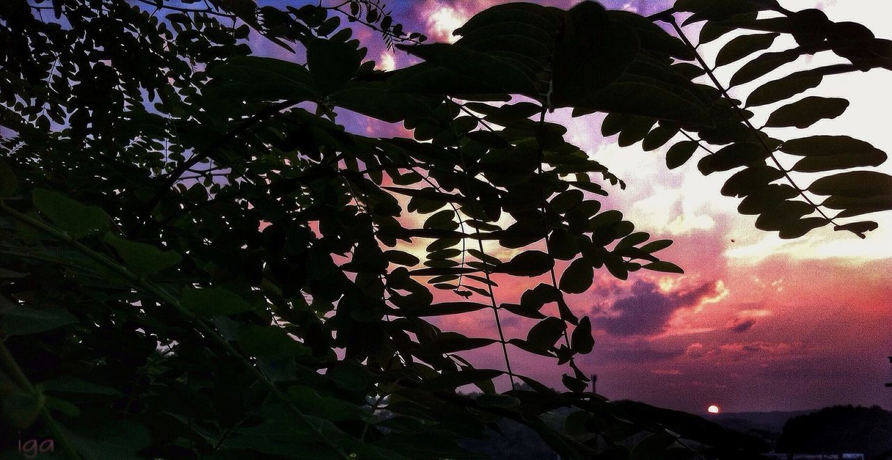 growth, tree, nature, beauty in nature, plant, leaf, branch, tranquility, close-up, low angle view, no people, sky, outdoors, sunlight, scenics, fragility, tranquil scene, day, growing, silhouette