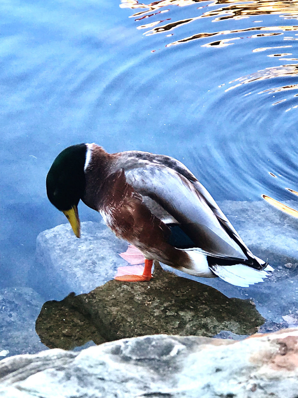 HIGH ANGLE VIEW OF DUCK ON LAKE