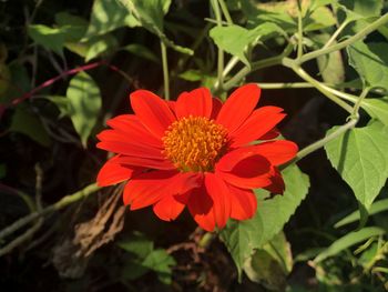 Close-up of red rose flower