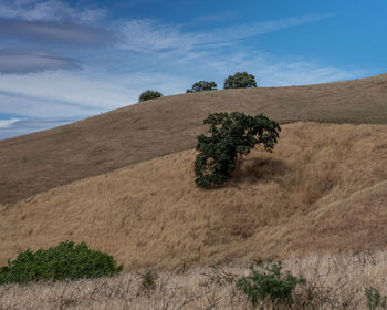 Tree on field against sky