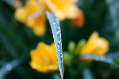 Close-up of yellow flower