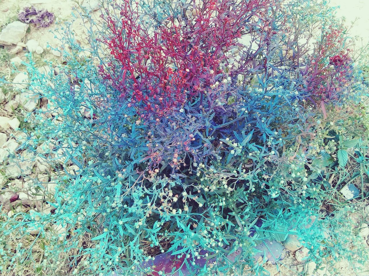 Painted bush