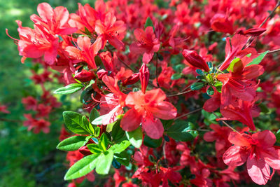 Close-up of red flowers blooming outdoors