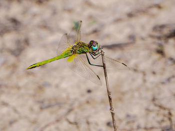 Close-up of dragonfly on plant