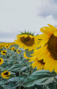 Close-up of yellow flowering plant against sky