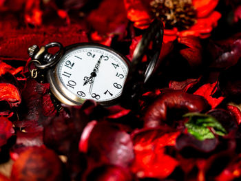 Full frame shot of red berries