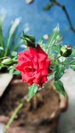 Close-up of red flower blooming outdoors