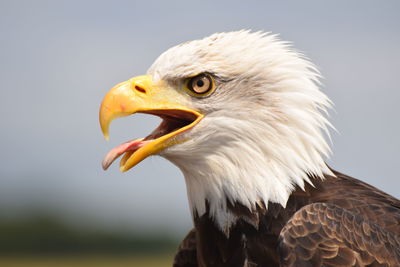 Close-up of bird against sky