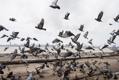 Seagulls flying over sea