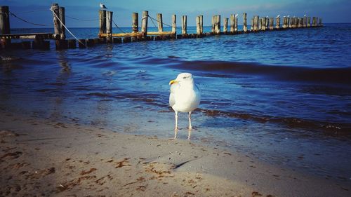 Seagulls on the sea