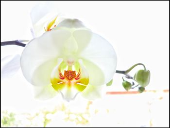 Close-up of white flowers