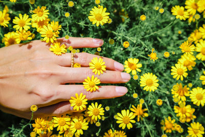 High angle view of yellow flowering plants