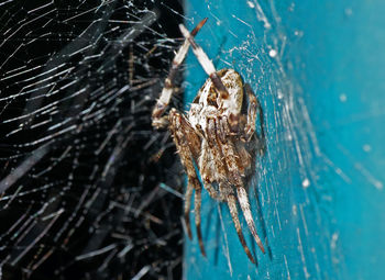 Close-up of spider on tree