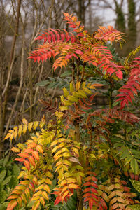 Close-up of red flowering plants