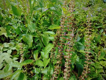 Close-up of insect on plant