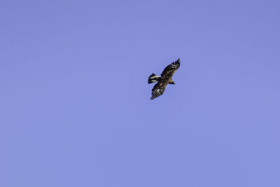 Low angle view of hawk flying against clear blue sky