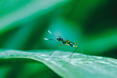 Close-up of ant on leaf