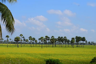 Scenic view of agricultural field against sky