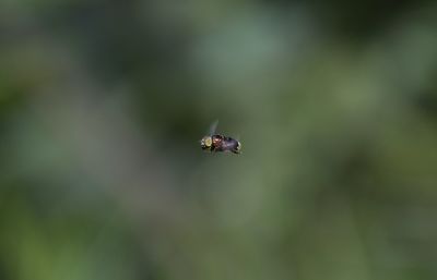 Close-up of insect on leaf