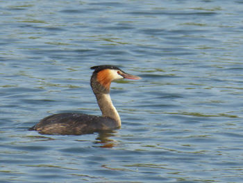 Duck swimming in lake