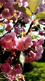 Close-up of pink cherry blossoms