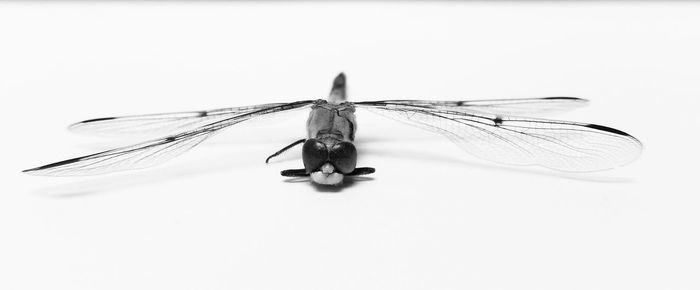 Close-up of insect over white background