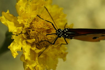 Close-up of butterfly on flower