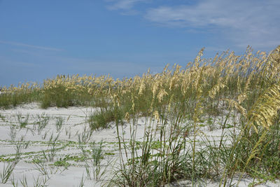 Plants growing in swamp against sky