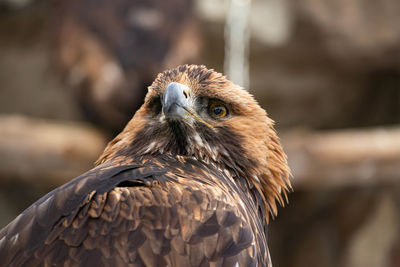 Close-up of eagle