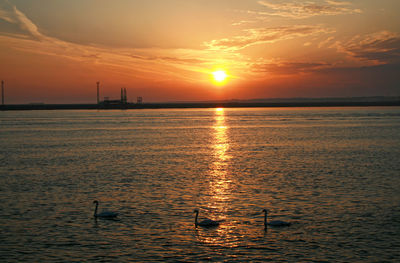 Scenic view of swans swimming against orange sky during sunrise