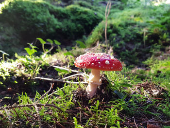 Close-up of fly agaric mushroom on field