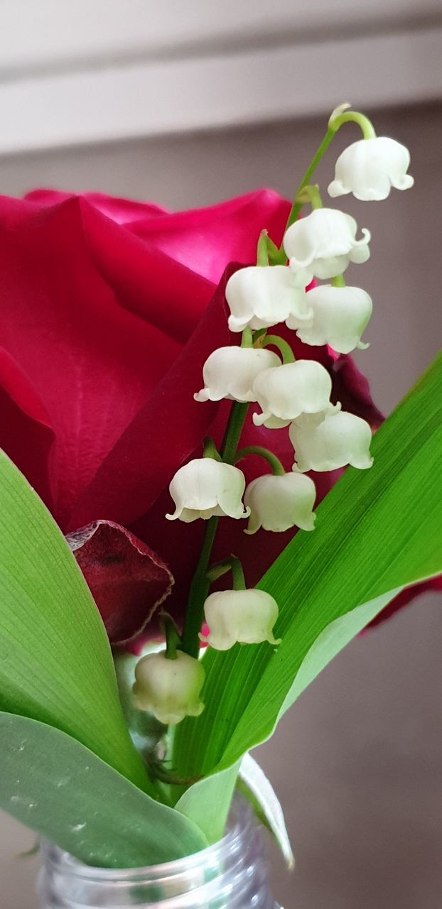 CLOSE-UP OF WHITE ROSE BOUQUET