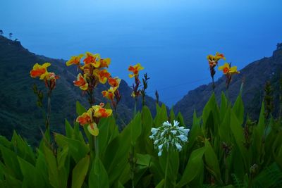 Close-up of yellow flowers