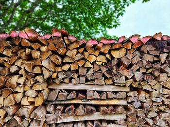 Stack of logs in forest