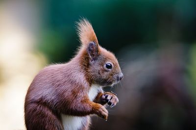 Close-up of squirrel sitting outdoors